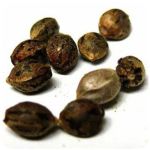 Семена марихуаны АК-47  (Seeds AK-47) в Екатеринбурге